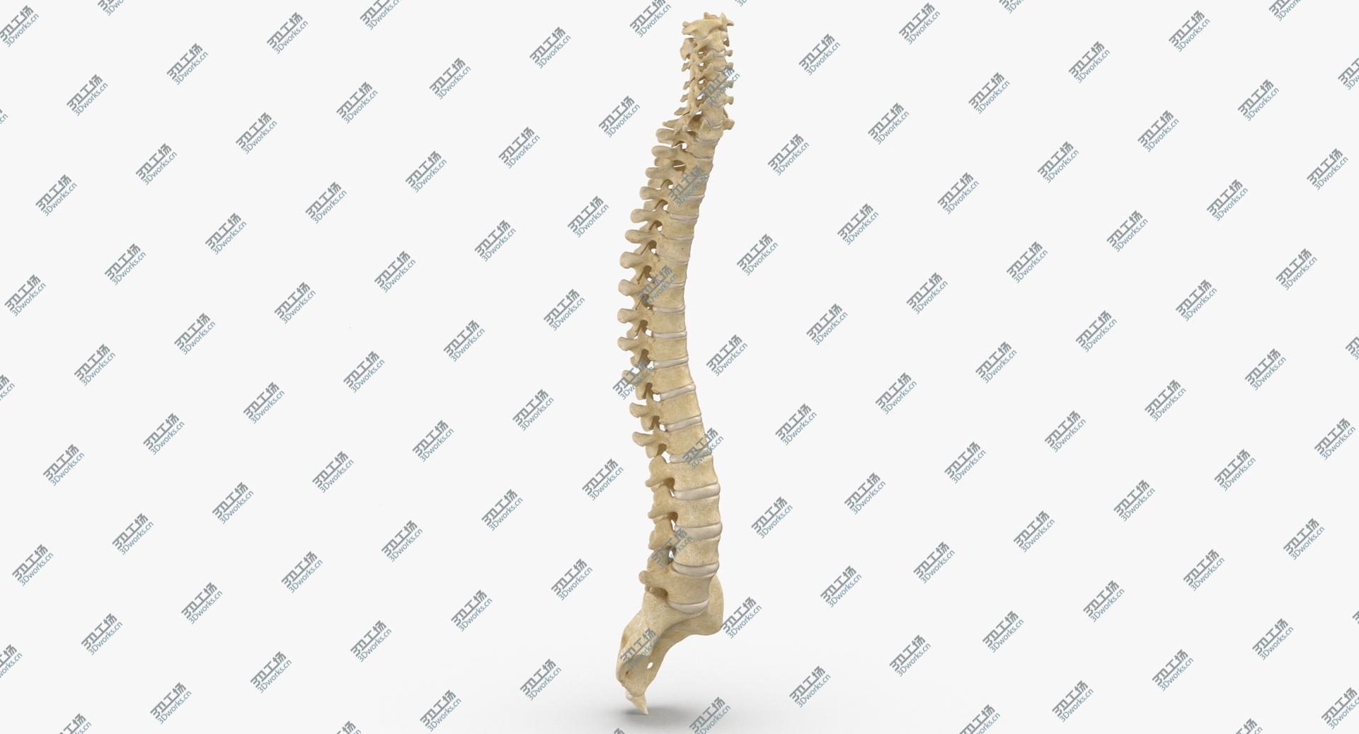 images/goods_img/202104021/3D Human Spine Bones Anatomy With Intervertibral Disks 01/5.jpg